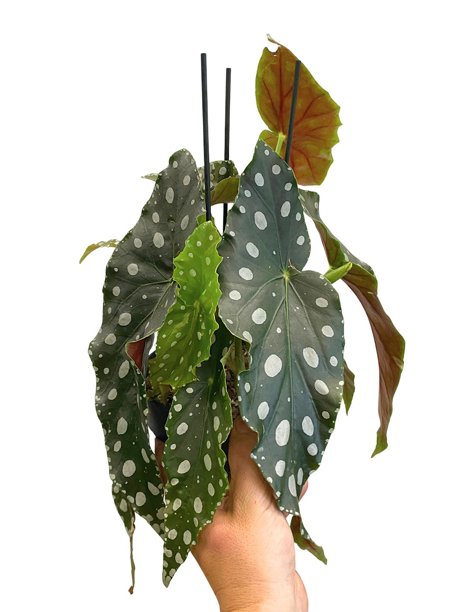 Begonia Maculata Mega Dot