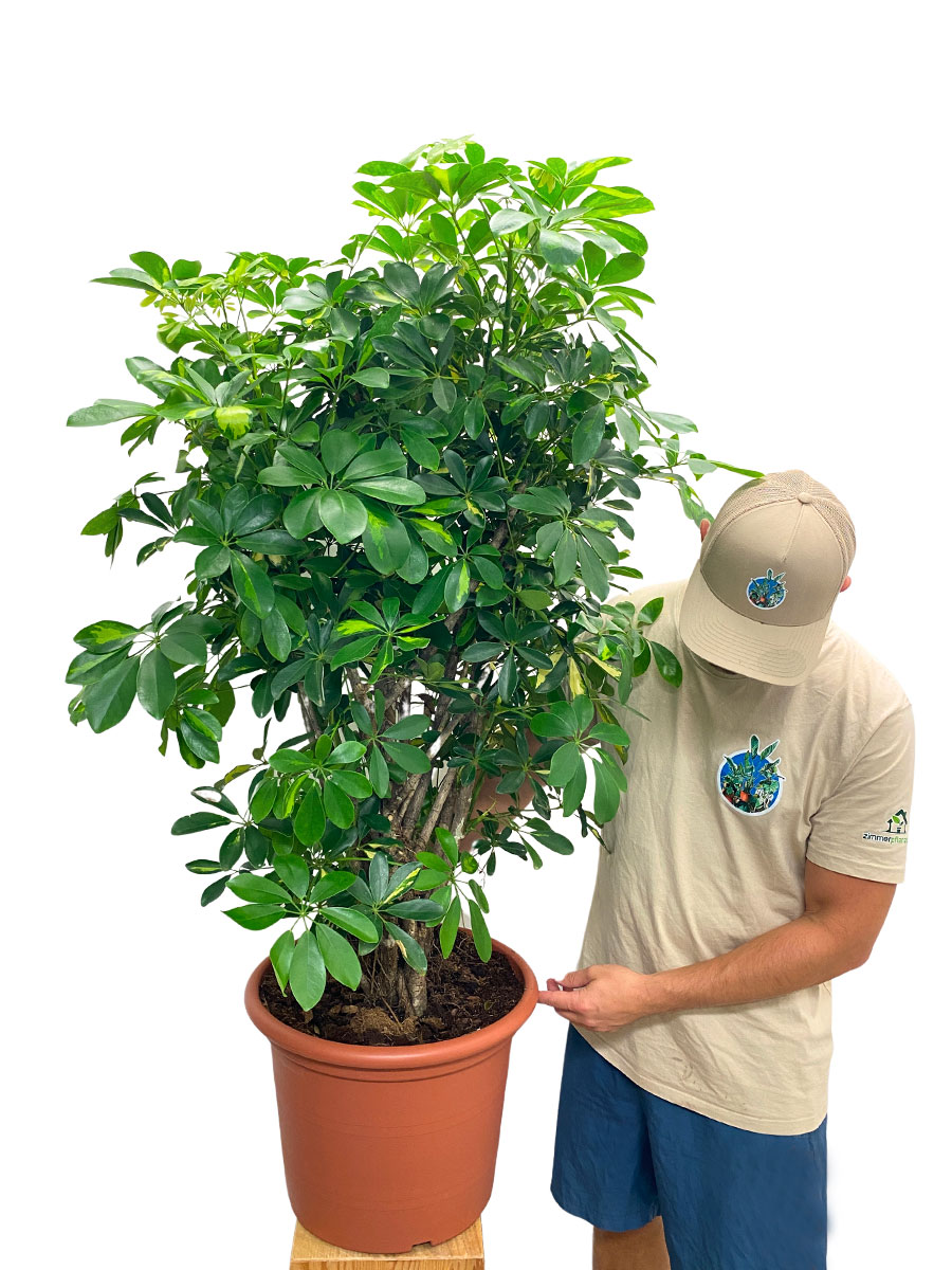 Schefflera Gold Capella verzweigt