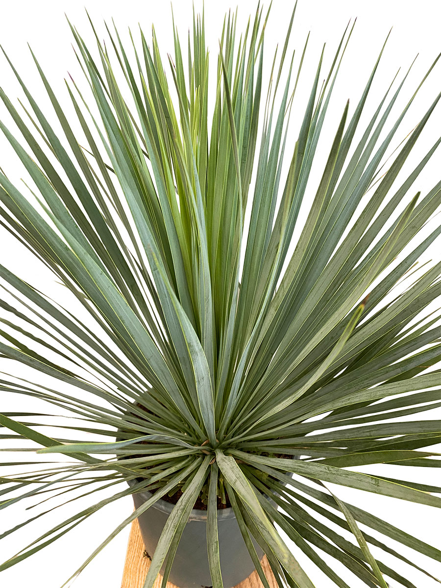 Yucca Rostrata