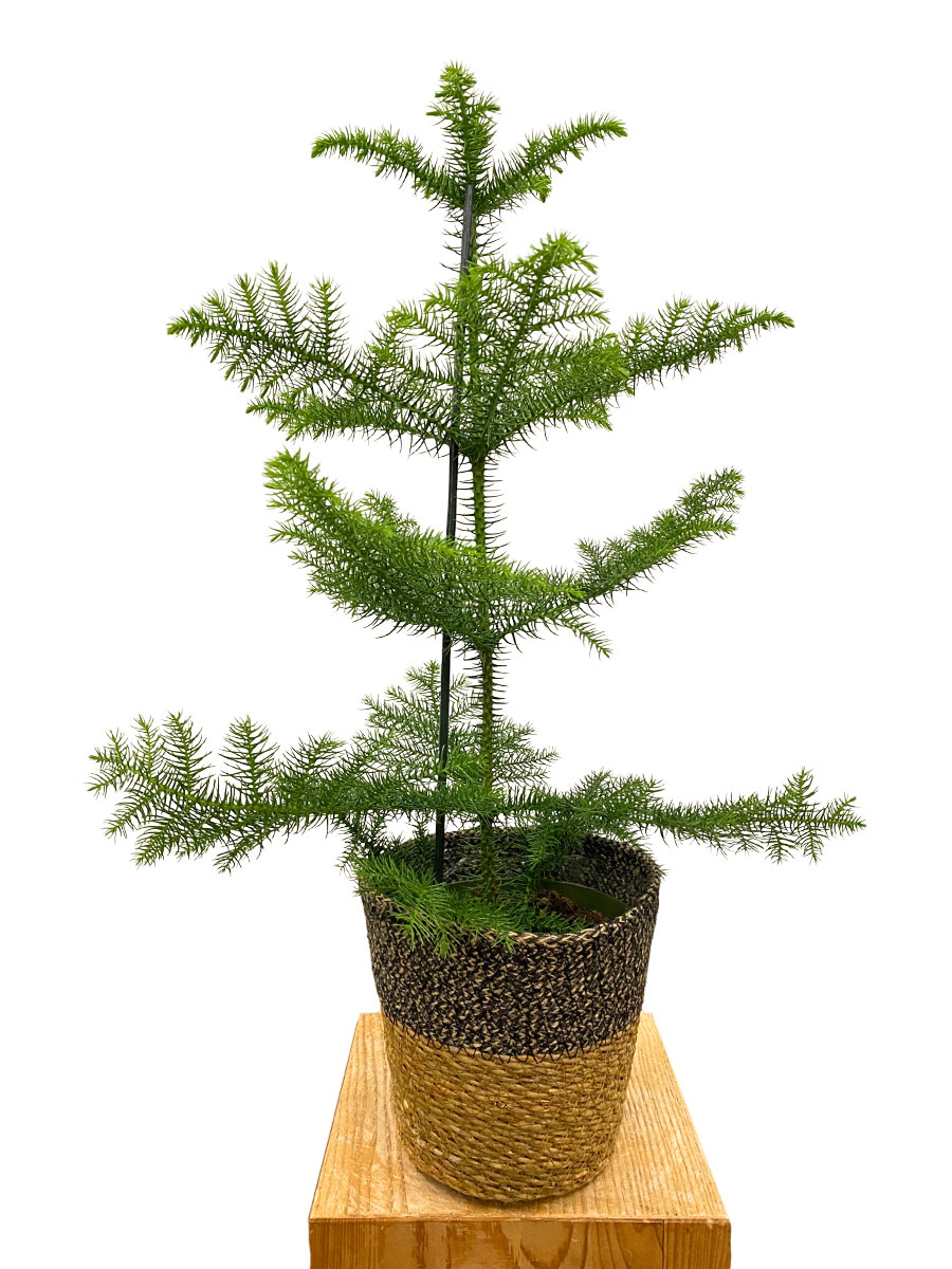 Zimmertanne Araucaria Heterophylla im Seegras Korb
