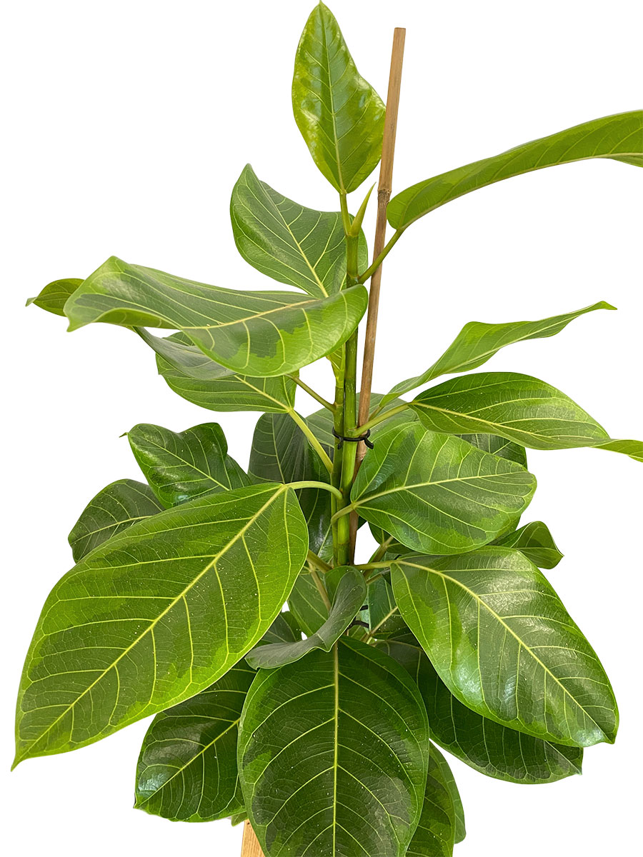 Ficus Altissima Yellow Gem