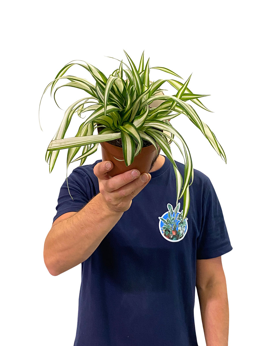 Grünlilie Chlorophytum Variegata