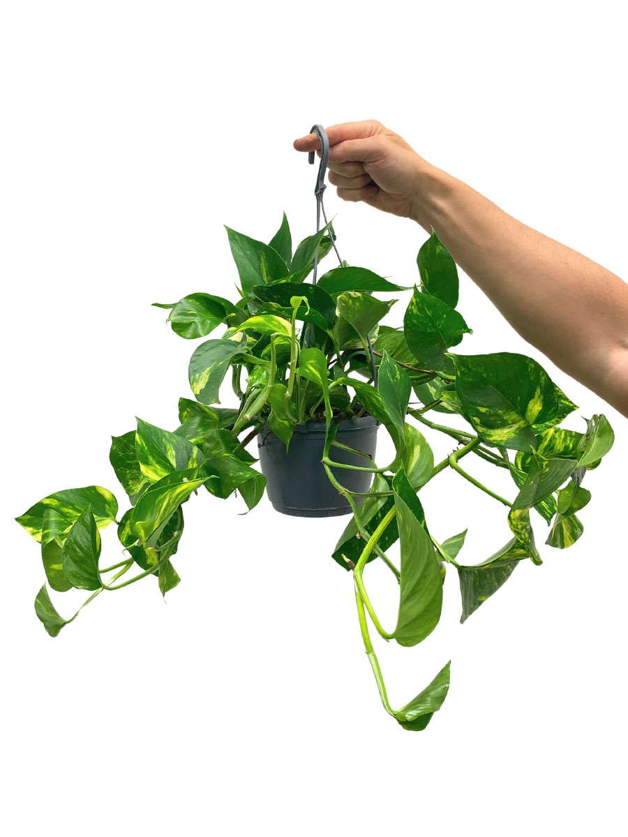 Hänger - Goldene Efeutute Epipremnum aureum