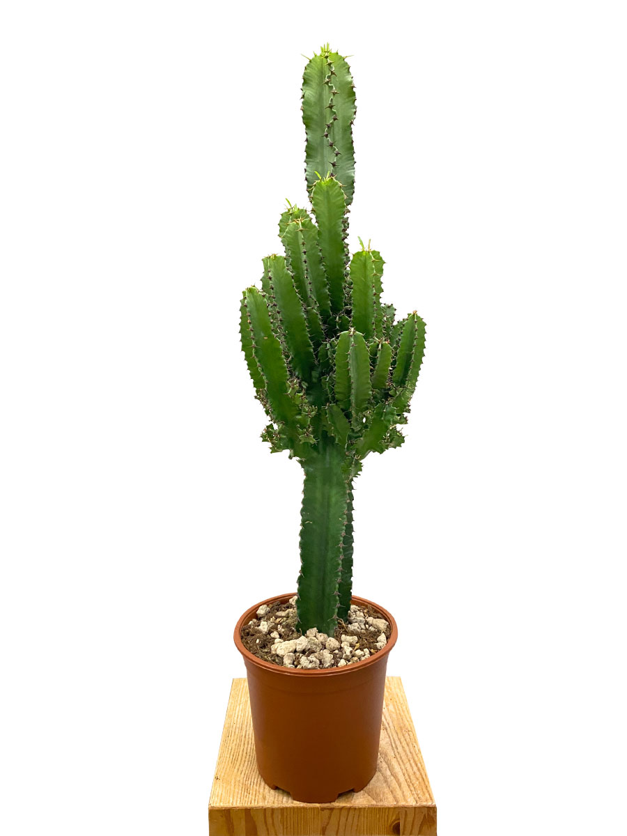 Euphorbia Eritrea