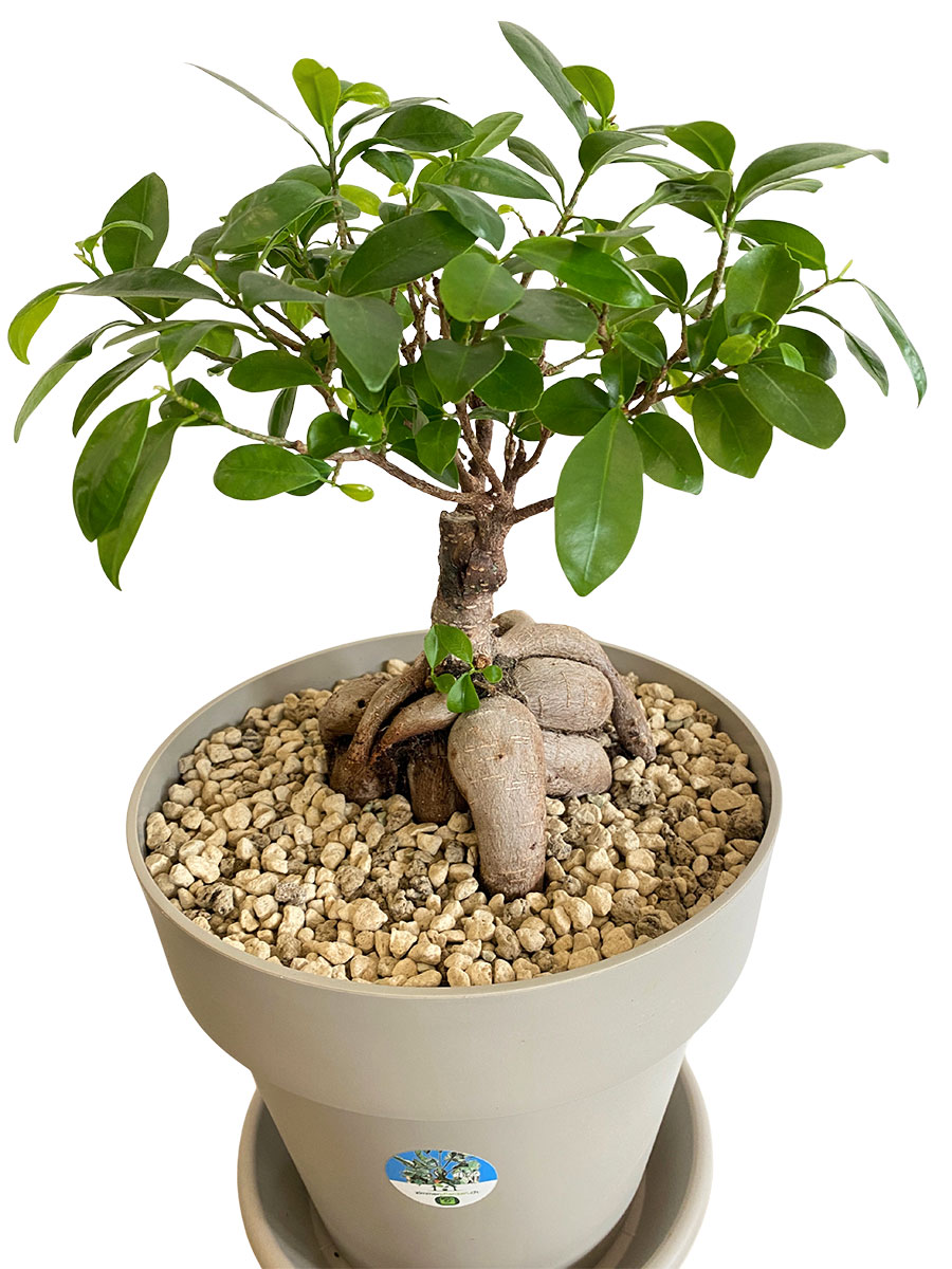 Chinesische Feige Ginseng