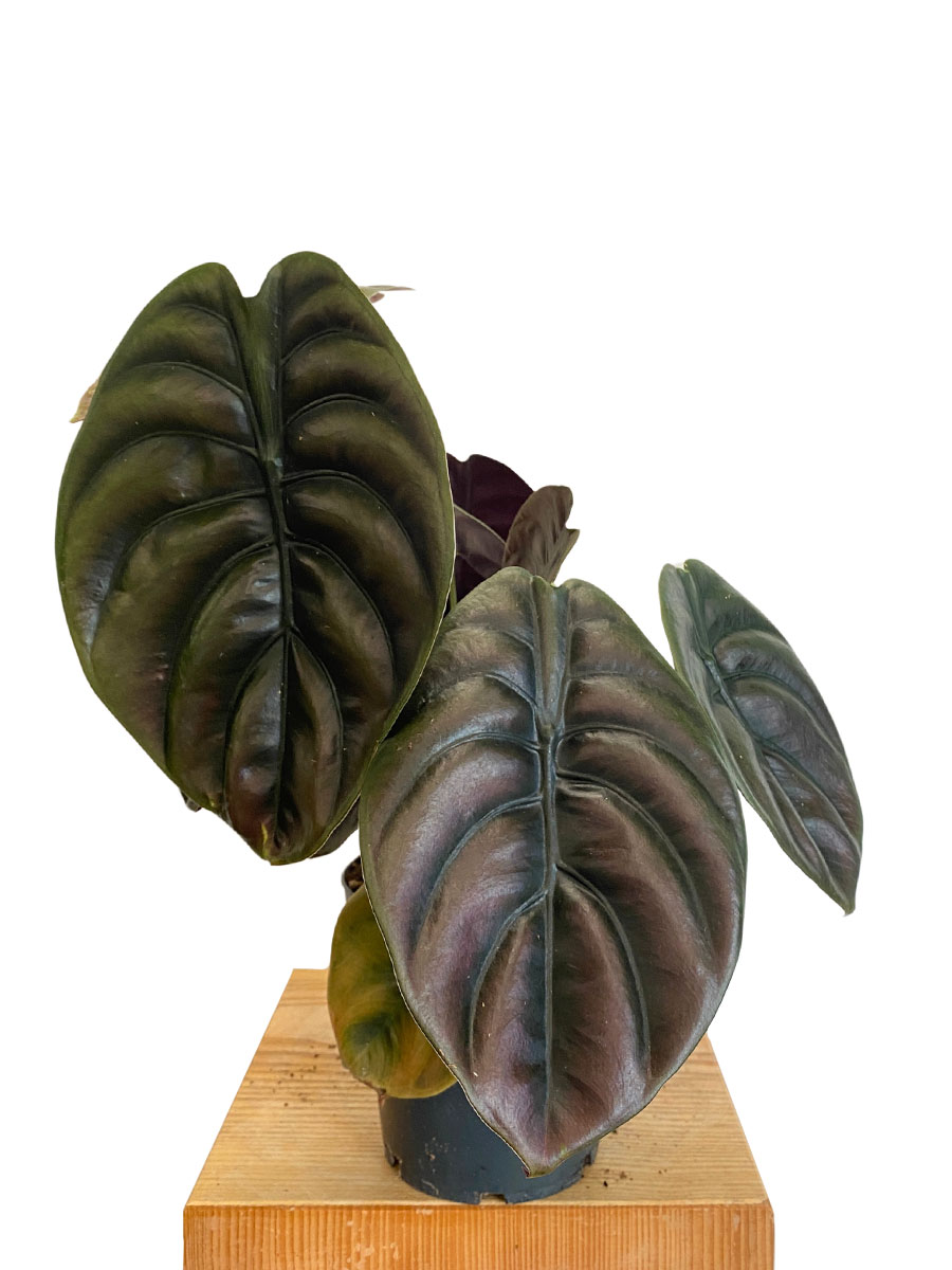 Alocasia Red Secret Alocasia Red Secret