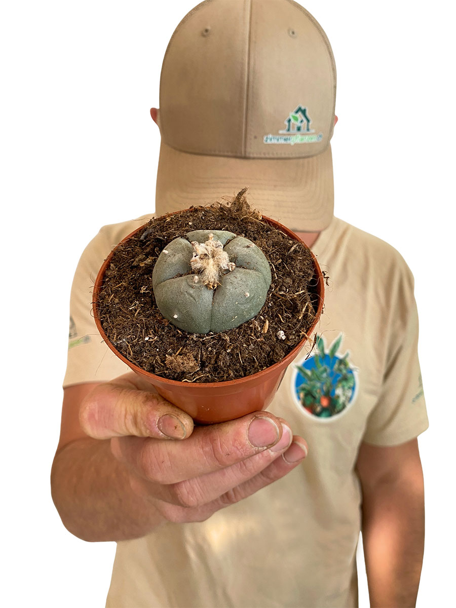 Peyote Kaktus Lophophora Williamsii