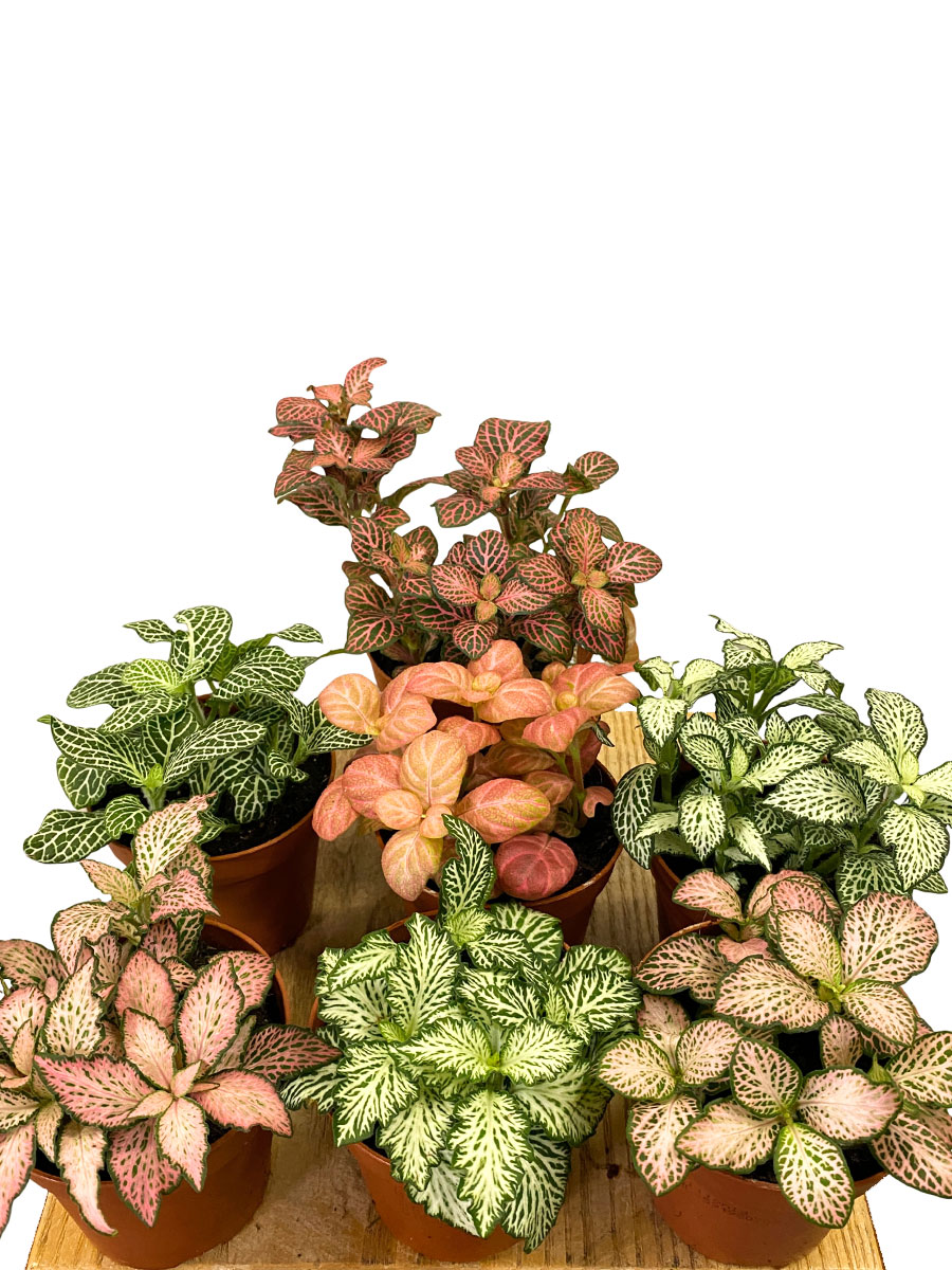 Fittonia - 7 Farben Mix