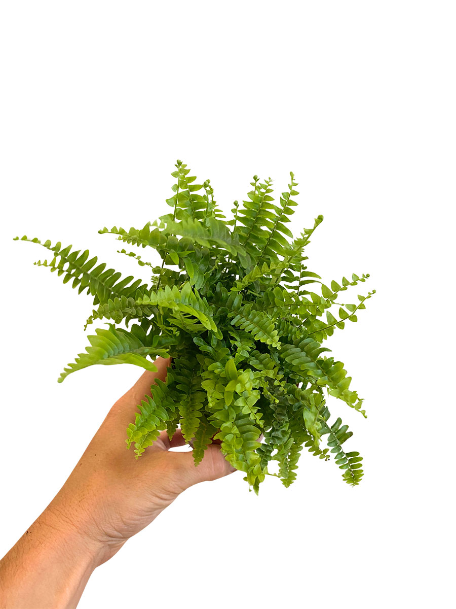 Schwertfarn Nephrolepis Green Lady