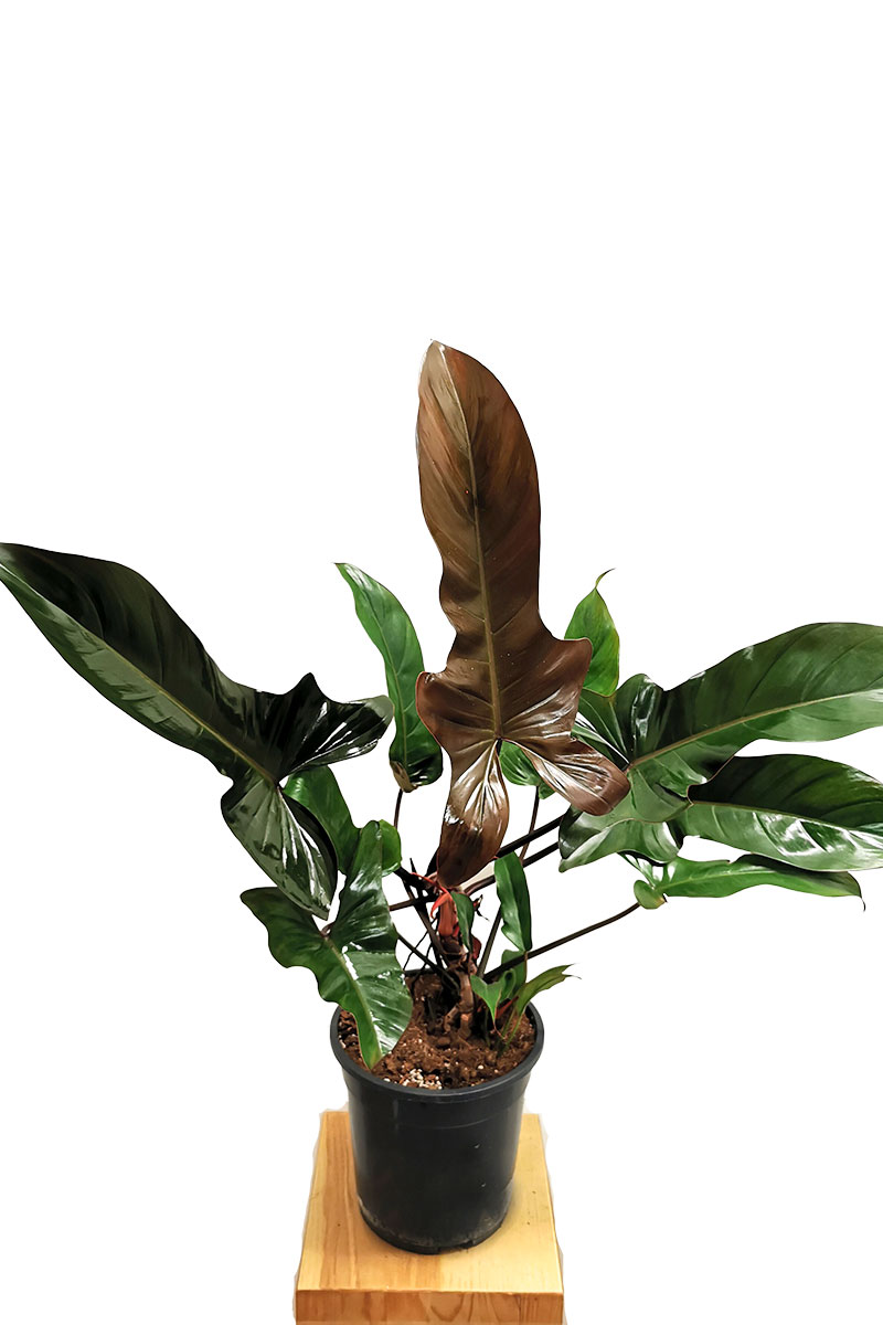 Philodendron Florida Bronze