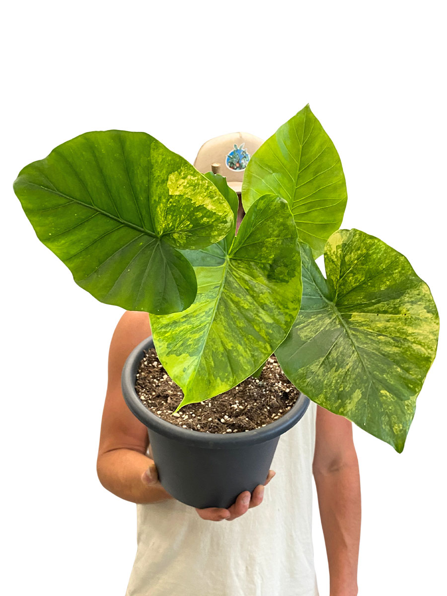 Alocasia Macrorrhiza Aurea