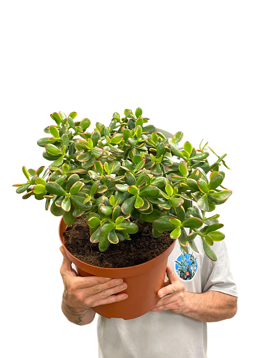 Geldbaum Crassula ovata Sunset Geldbaum Crassula ovata Sunset