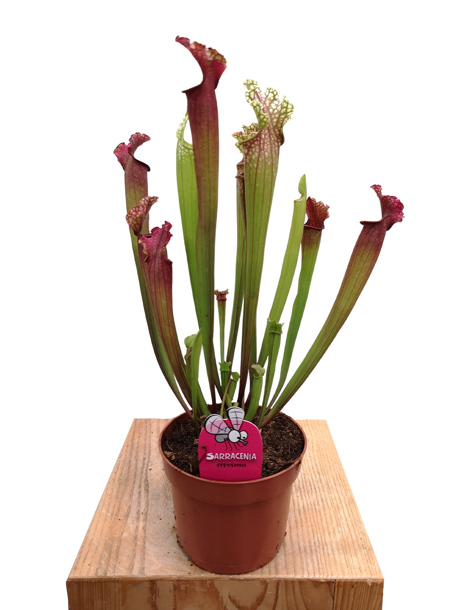 Schlauchpflanze Sarracenia Stevensii