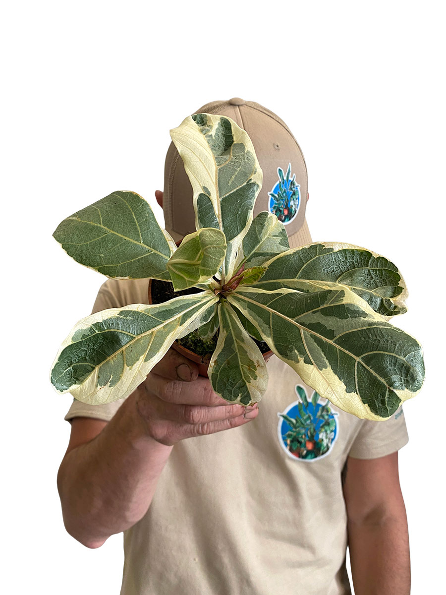 Ficus Lyrata Variegata