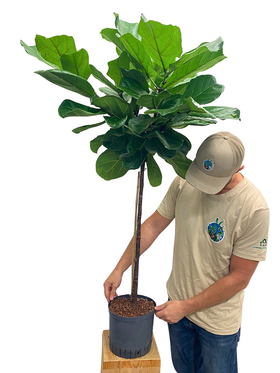 hydro-geigenfeige ficus lyrata kaufen schweiz