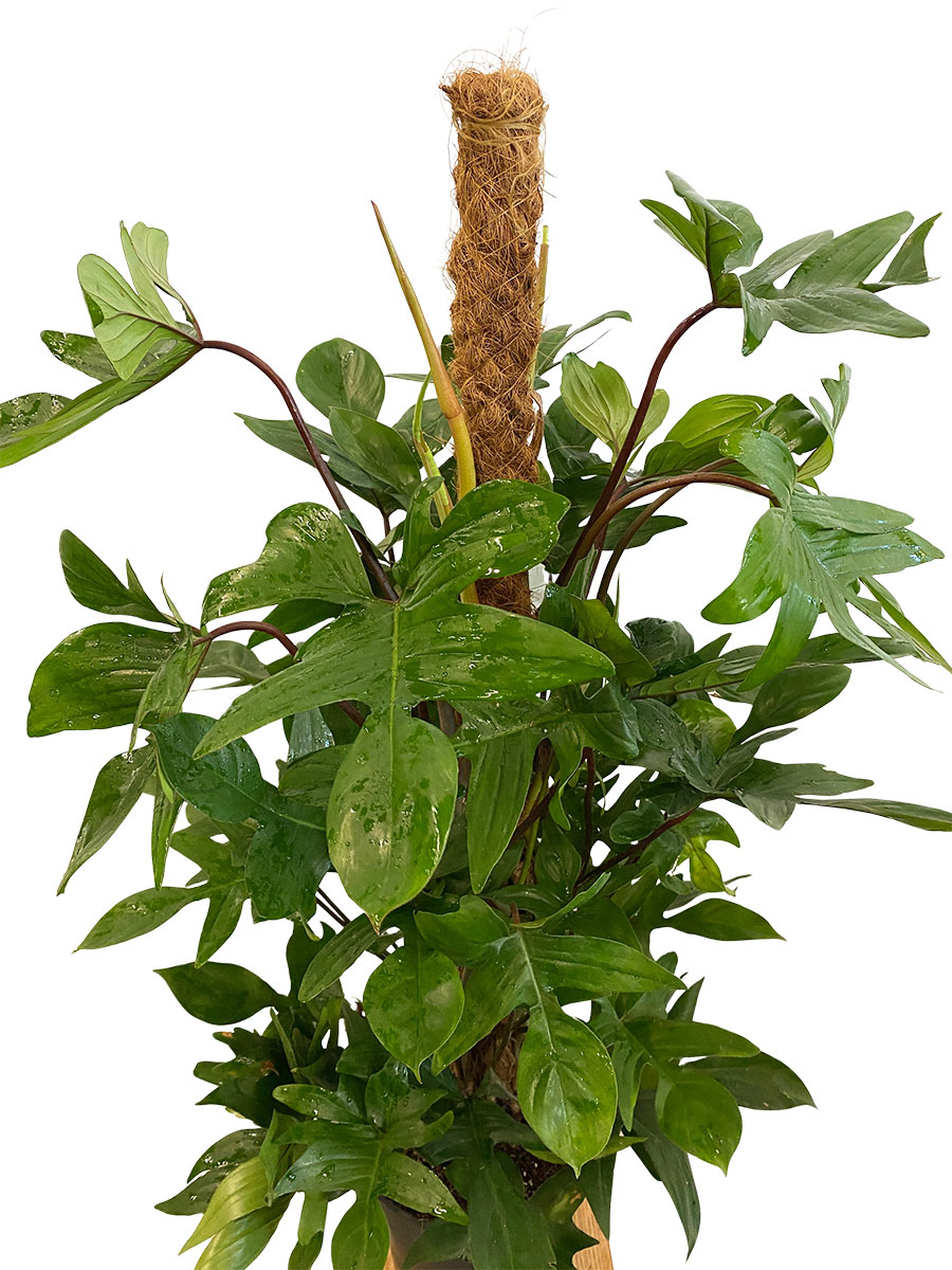 Philodendron Pedatum Moosstab - Ø21 cm