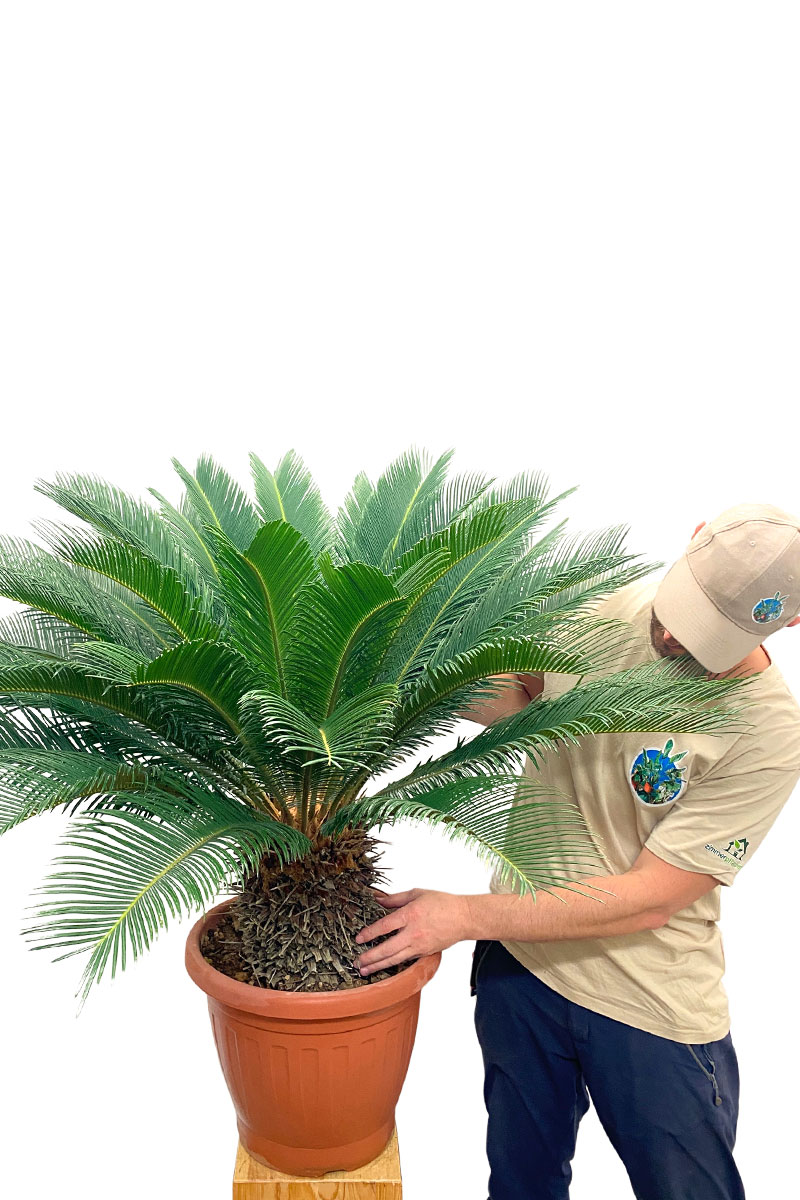 Palmfarn Cycas revoluta 100cm