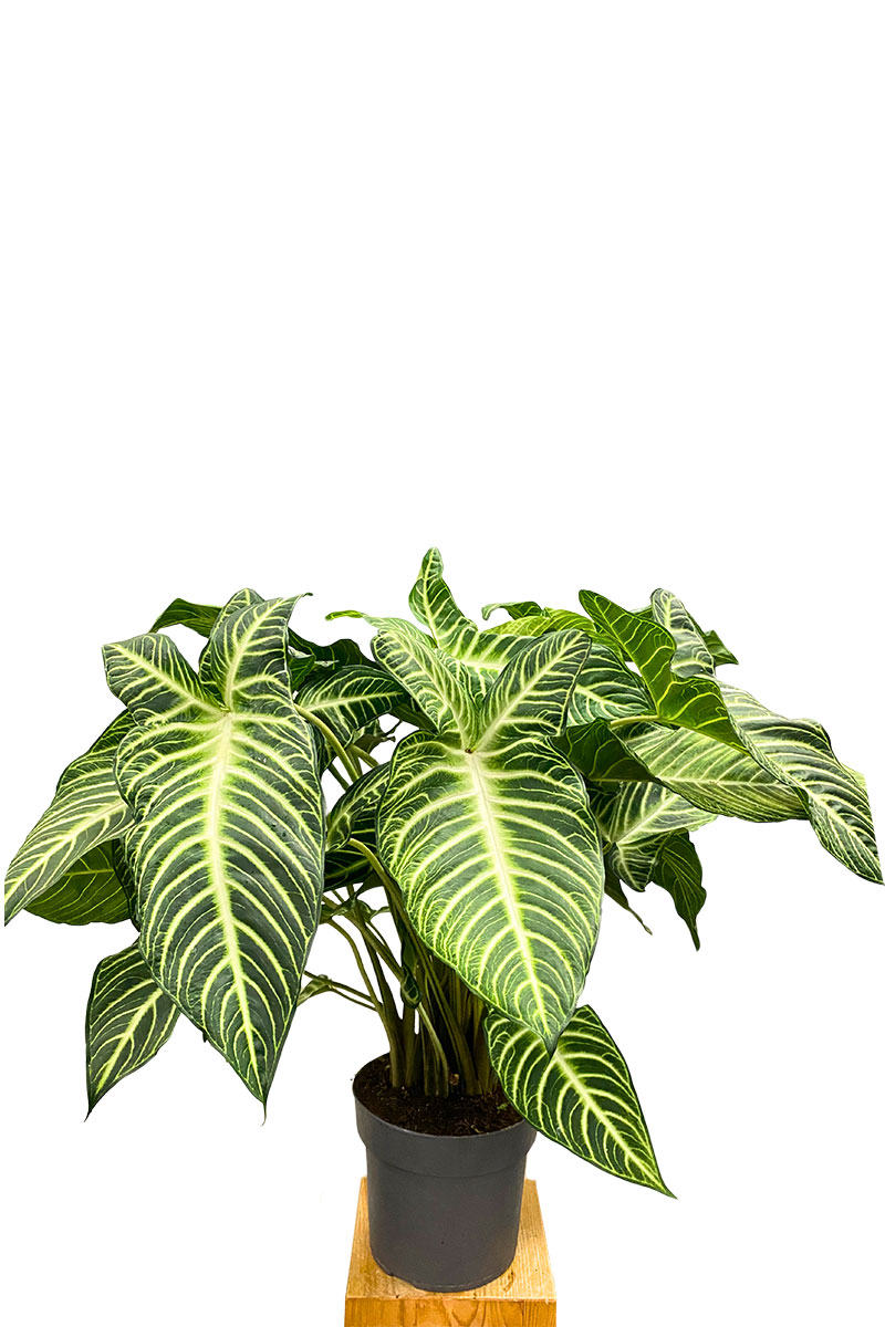 Xanthosoma Lindenii 'Angel Wing'