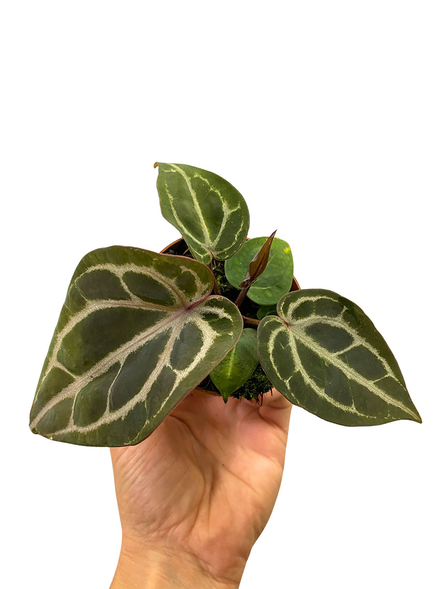 Baby Anthurium Red Crystallinum