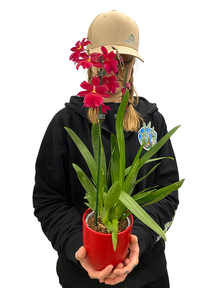 Orchidee Nelly Isler Red Velvet im Keramiktopf Orchidee Nelly Isler Red Velvet im Keramiktopf