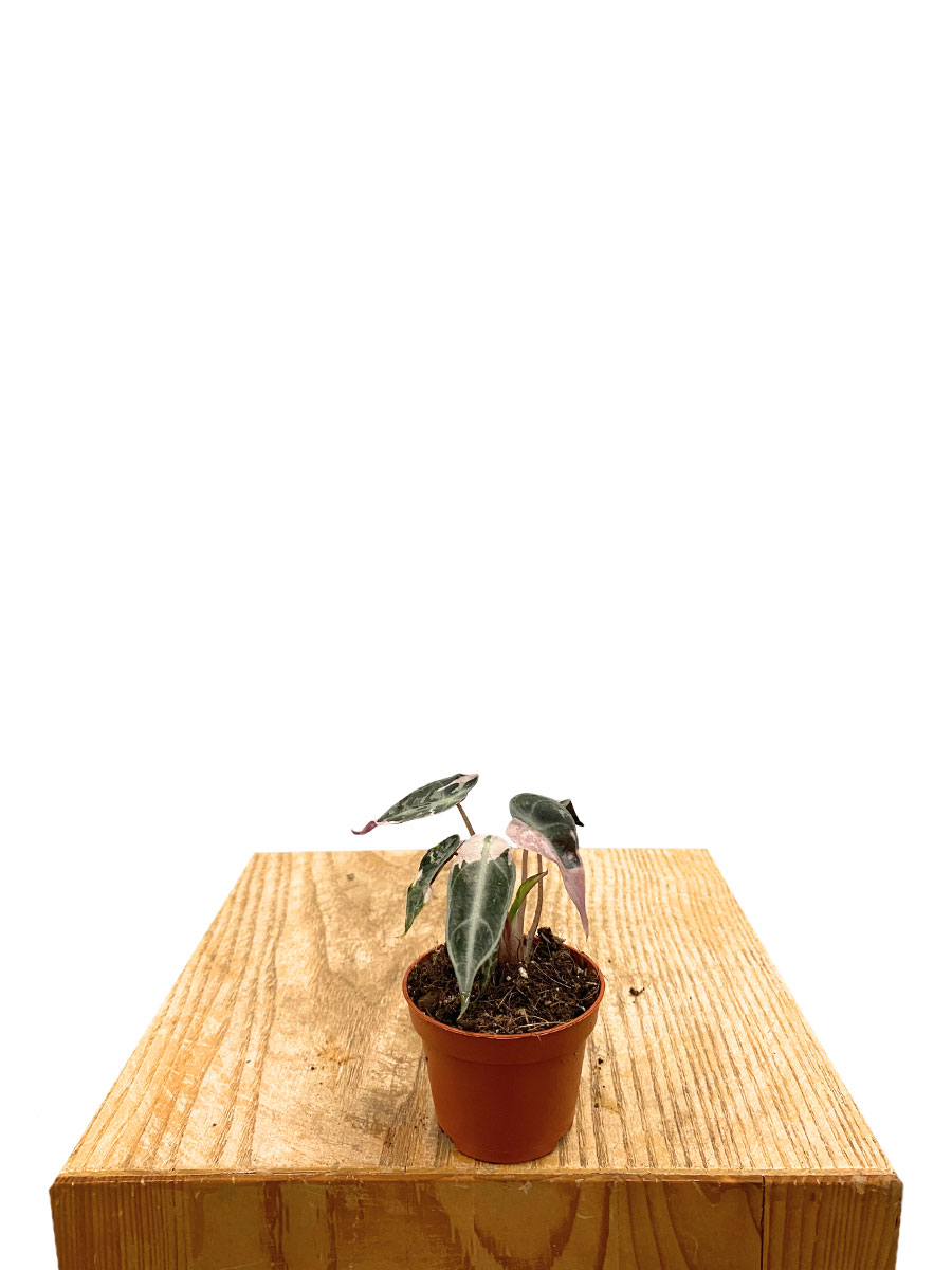 Baby Alocasia Bambino Variegata