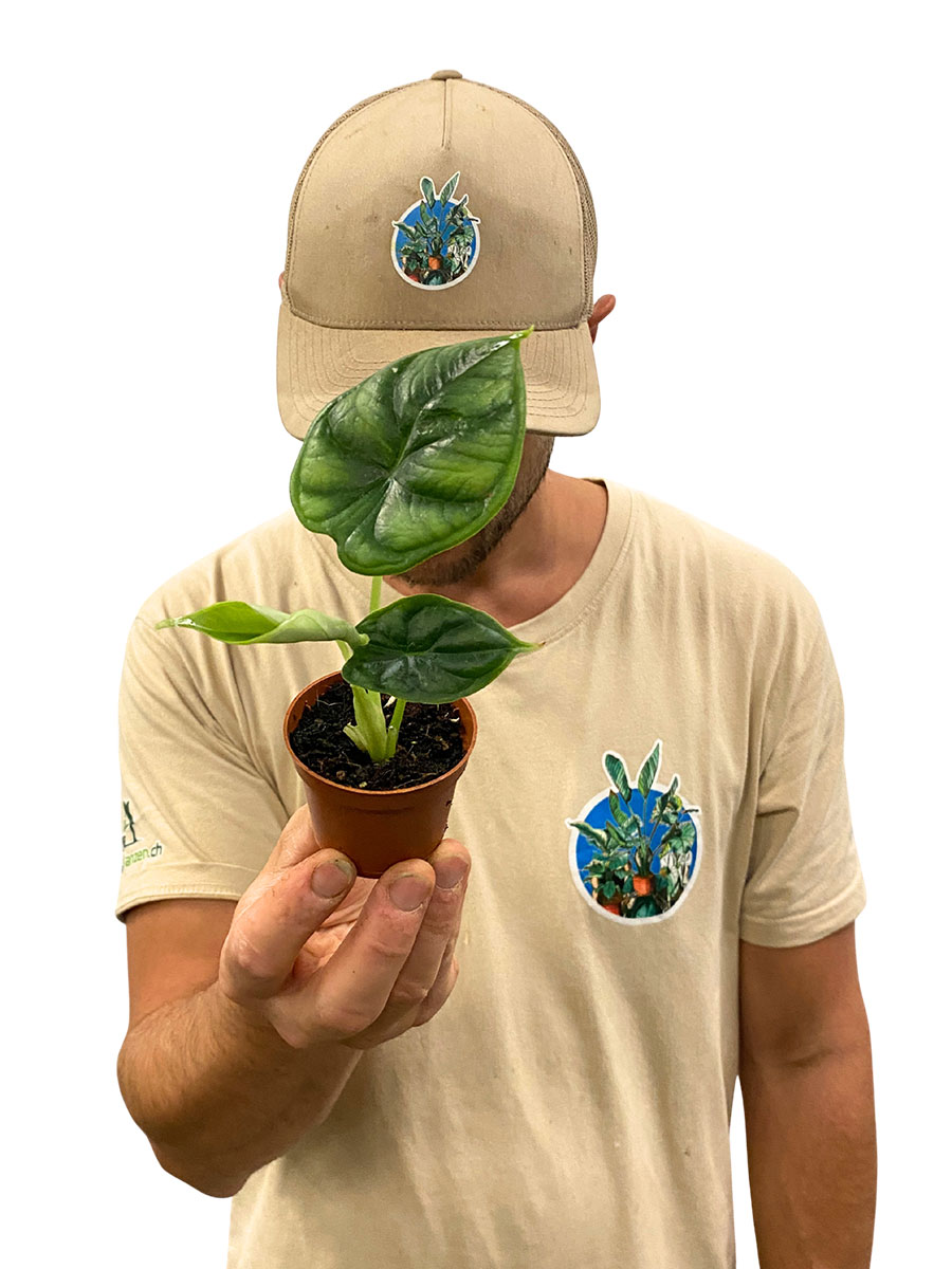 Baby Alocasia Dragon Scale