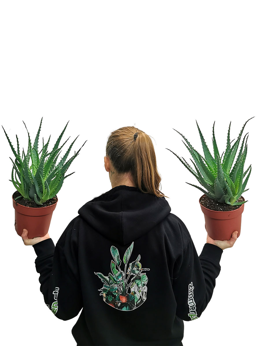 Aloe arborescens Bio