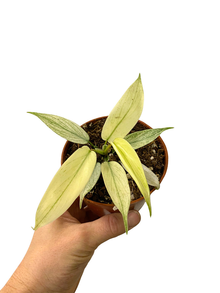 Philodendron Florida Ghost