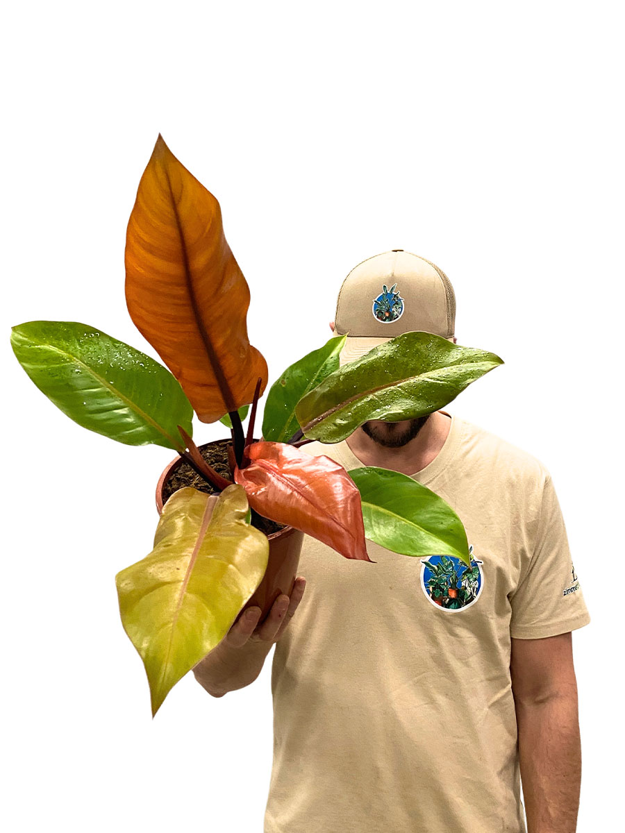 Philodendron Prince of Orange