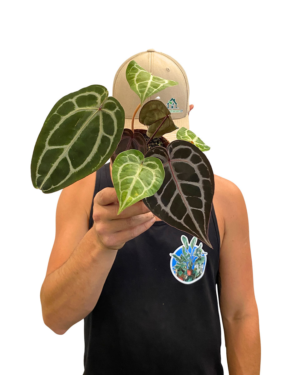 Anthurium Michelle® DocBlock