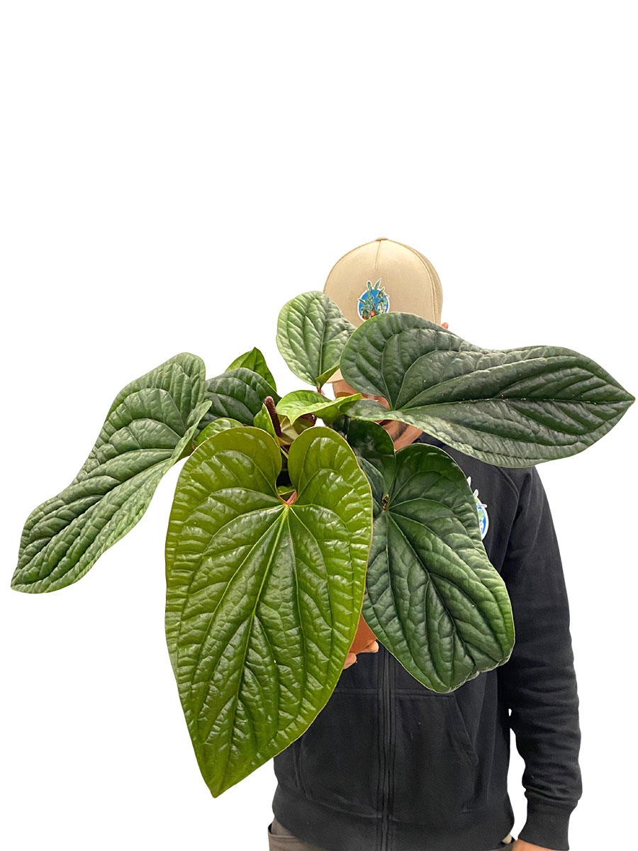 Anthurium Luxurians x Radicans