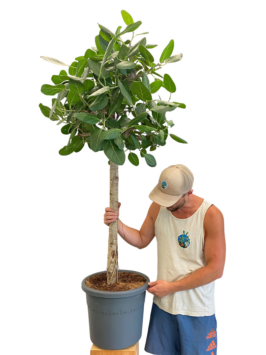 Banyanbaum Ficus Benghalensis - Gross