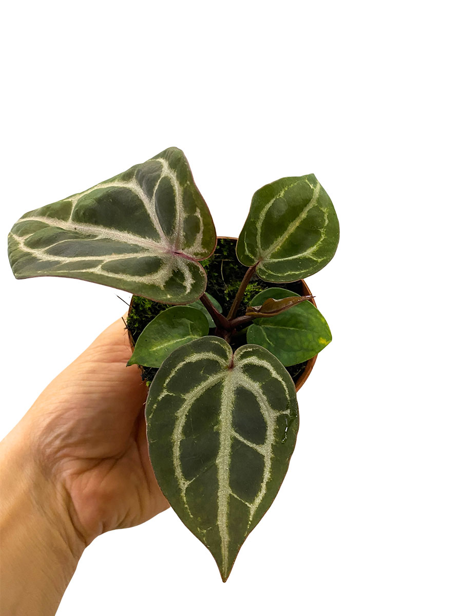 Baby Anthurium Red Crystallinum