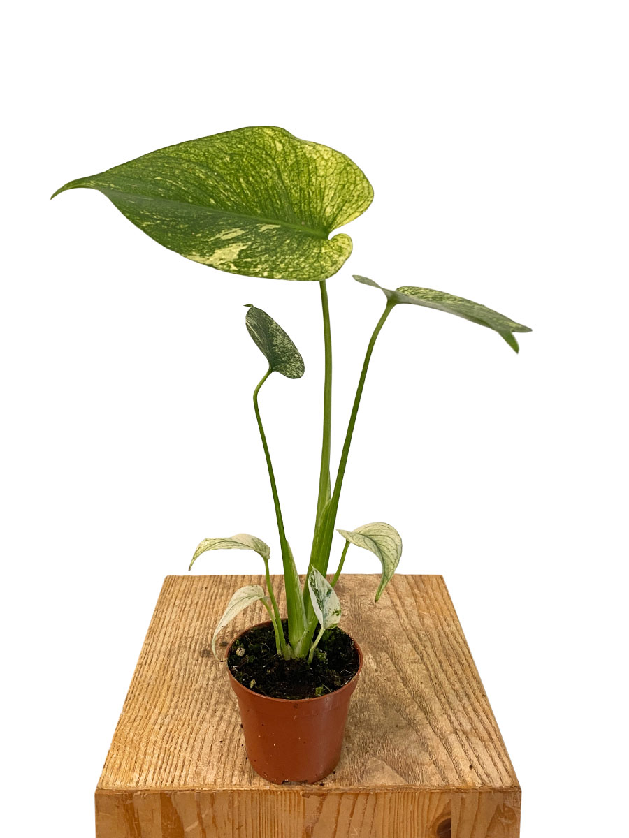 Baby Monstera Mint Variegata