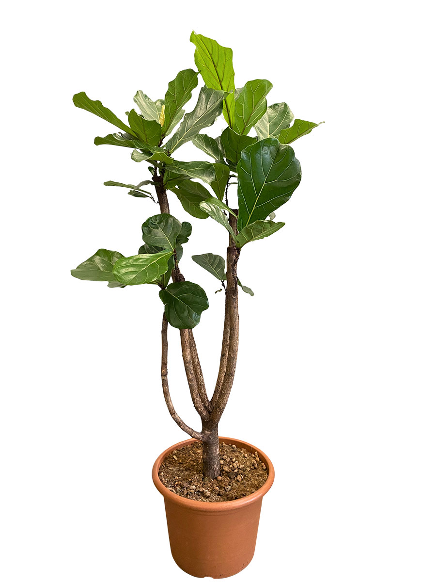 Ficus lyrata Stamm Verzweigt - Gross