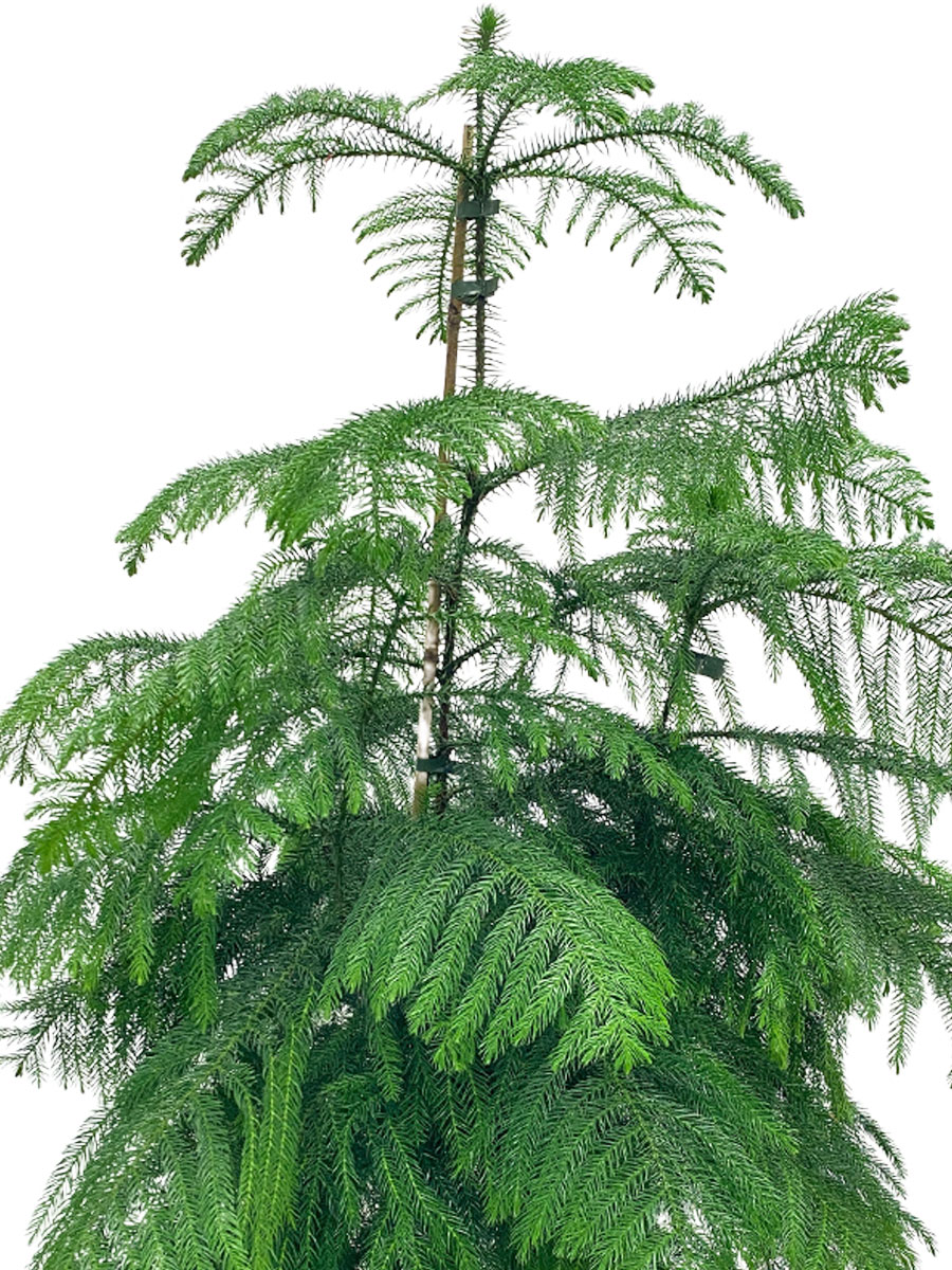 Zimmertanne Araucaria heterophylla XL