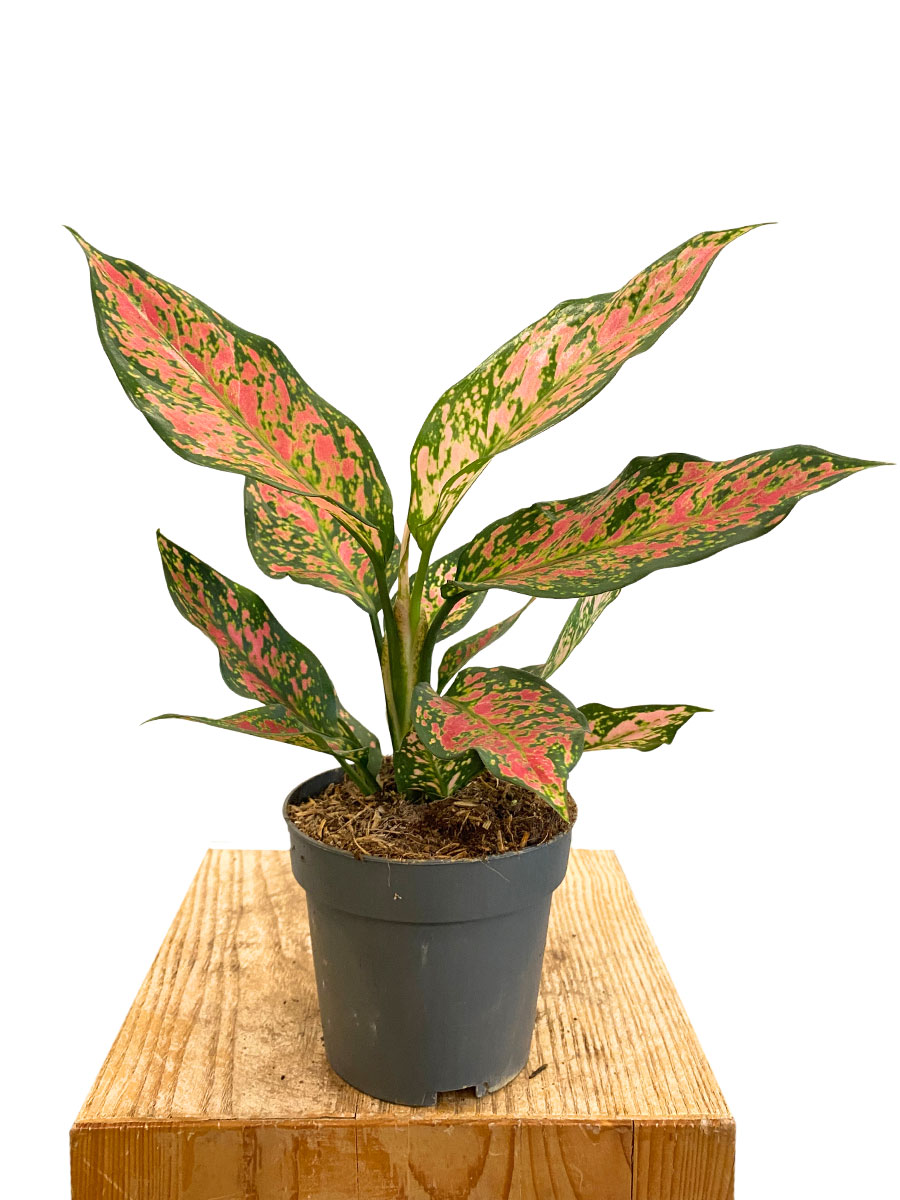 Aglaonema Strawberry