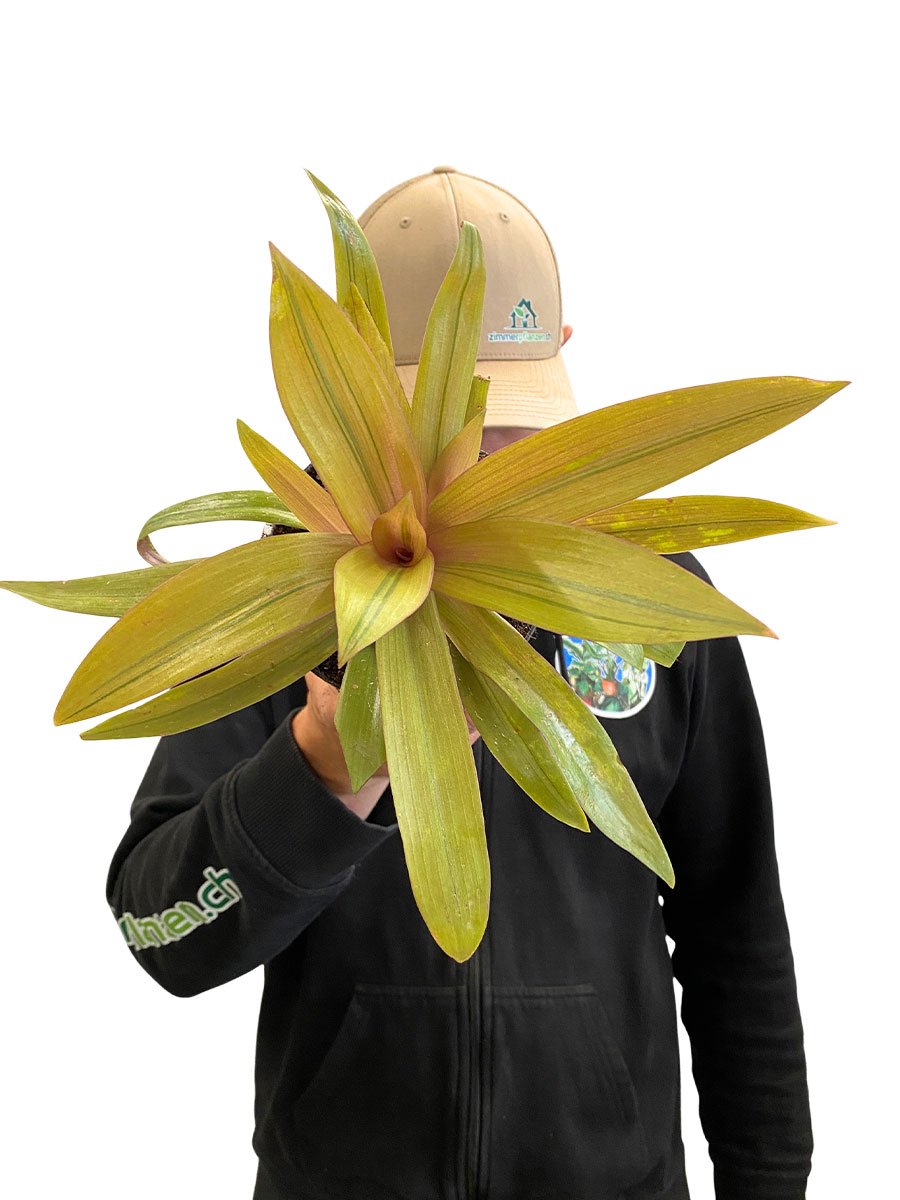 Tradescantia Spathacea Sitara Gold