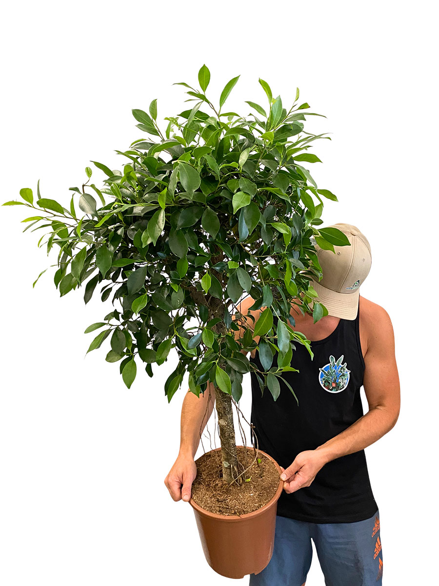 Birkenfeige Nitida Stamm - Ø27 cm