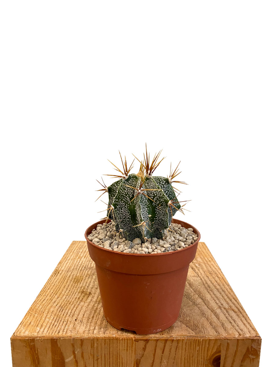 Astrophythum Myriostigma