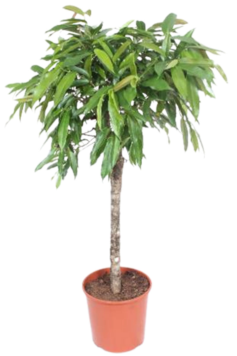 Ficus Amstel King Stamm 140-150cm