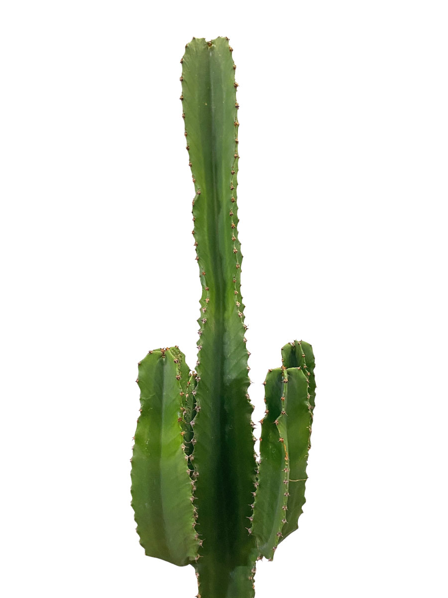 Euphorbia Ingens Canarias