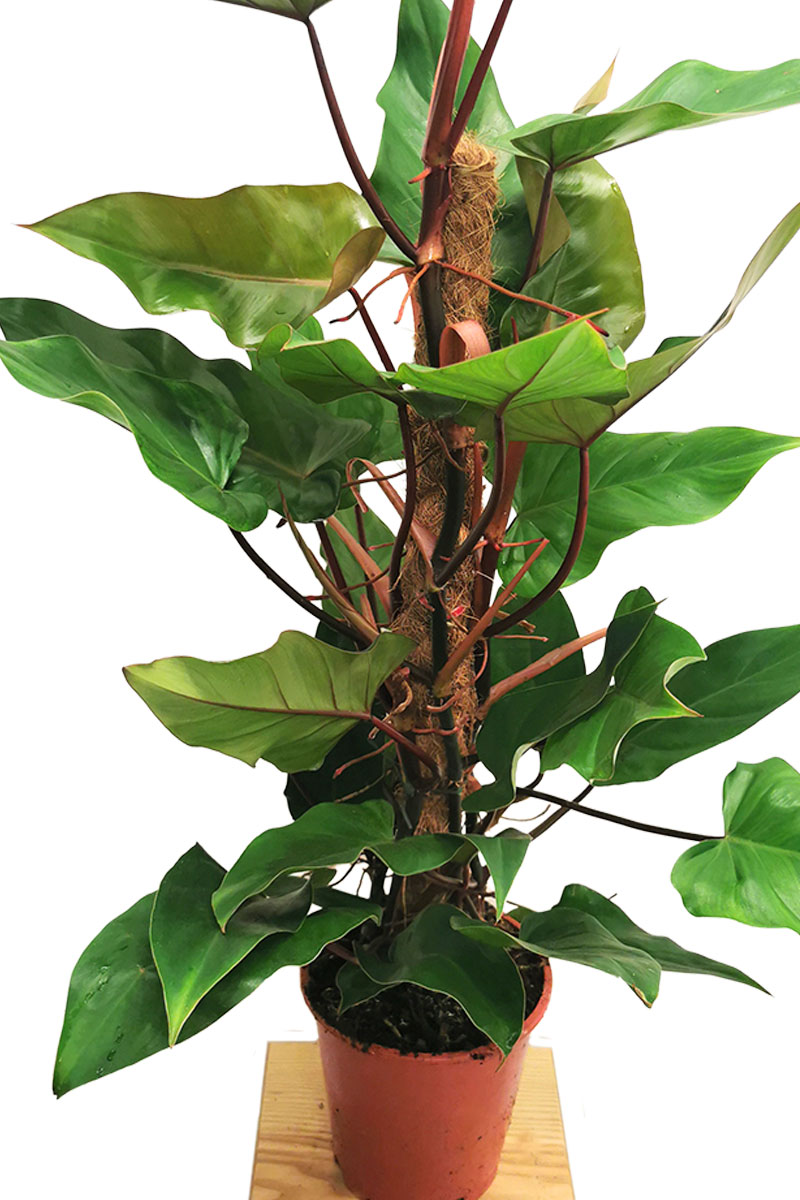 Philodendron Red Emerald XL