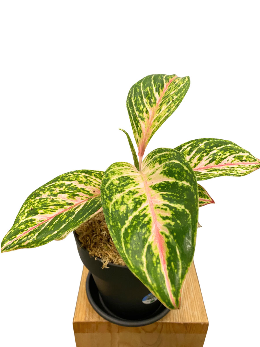 Aglaonema Cocomelon