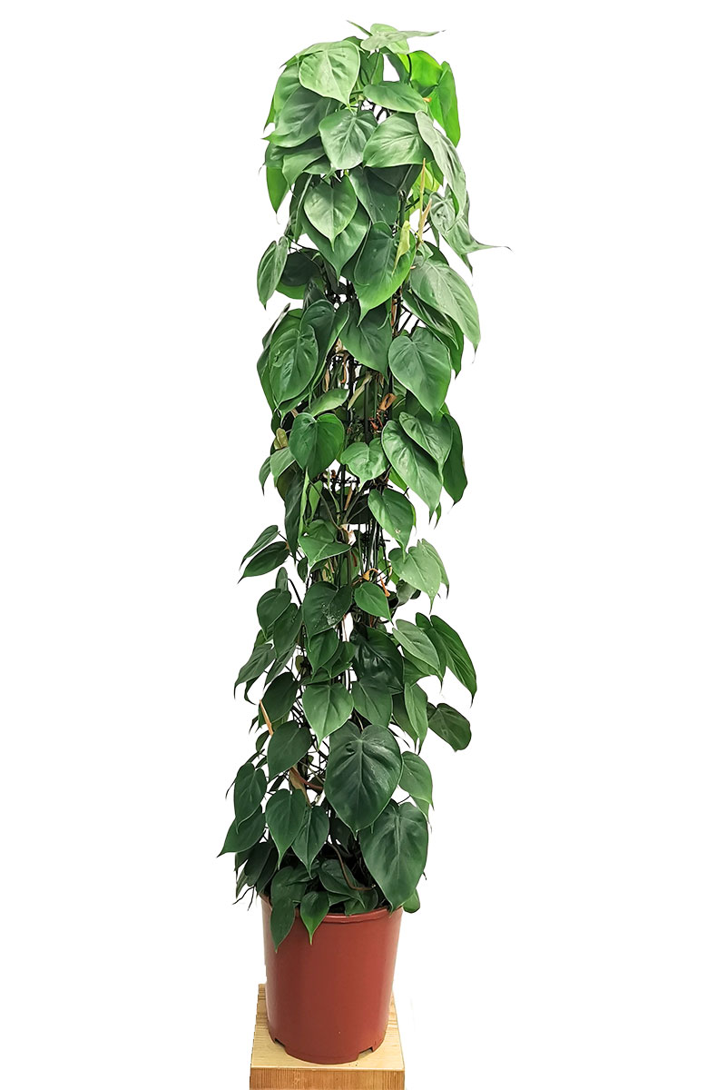 Philodendron scandens Säule XL