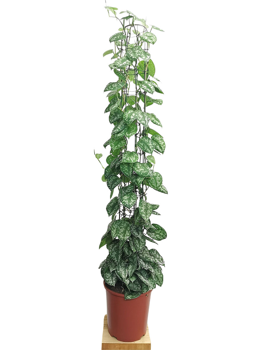 Scindapsus pictus Säule