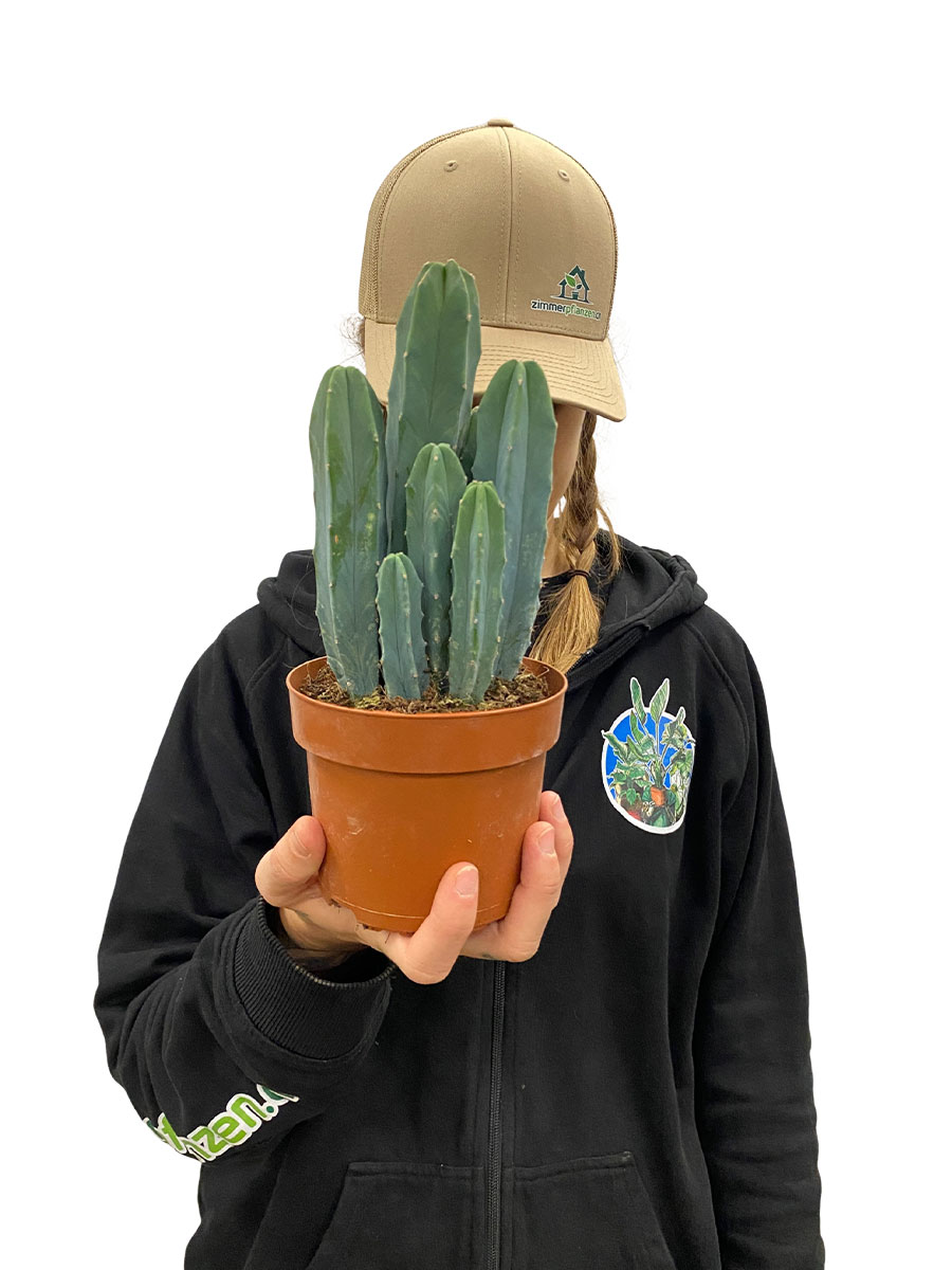 Myrtillocactus Geometrizans Myrtillocactus Geometrizans