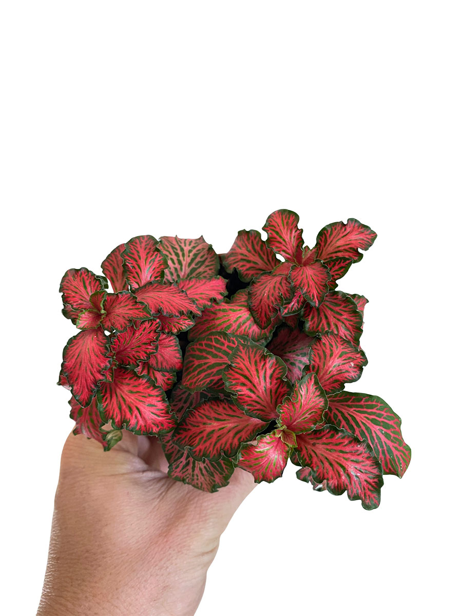Fittonia Mosaic Tiger