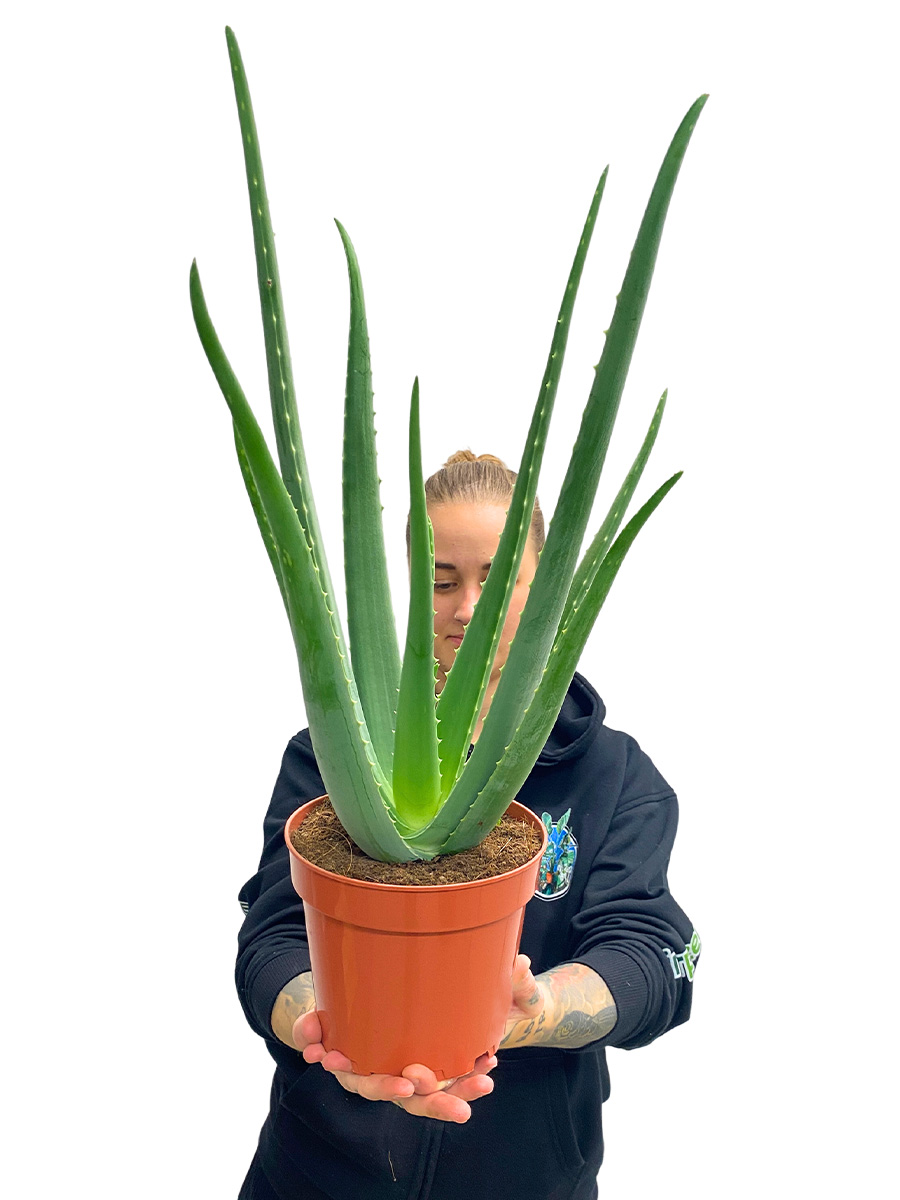 Echte Aloe Vera Bio gross 50-60cm