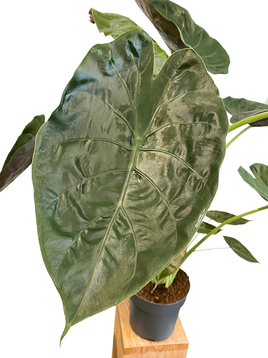 Alocasia Wentii